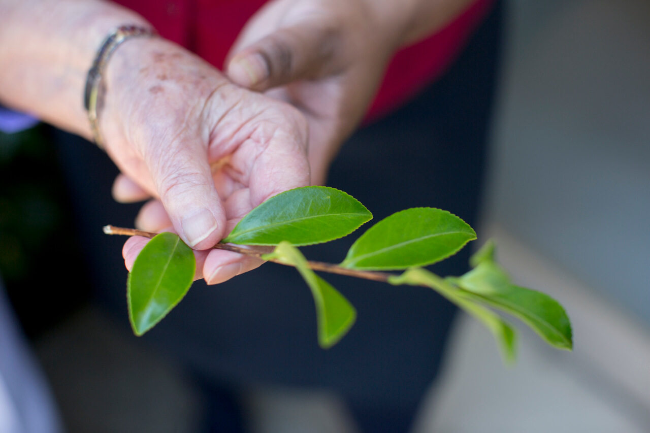 Carer and resident in garden of nursing home