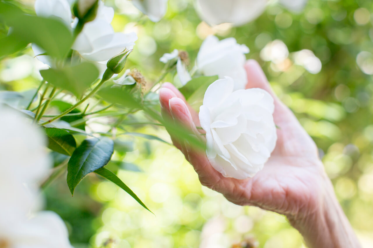Elderly hand with flower in garden of retirement village in Melbourne